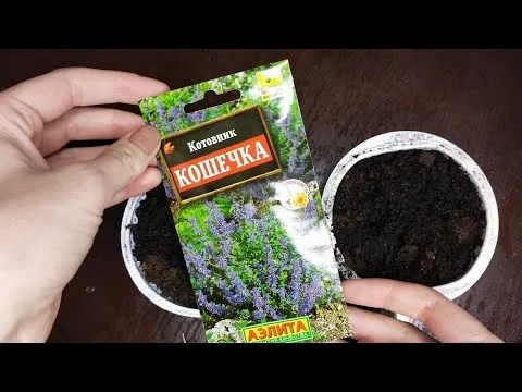 Нажми и смотри