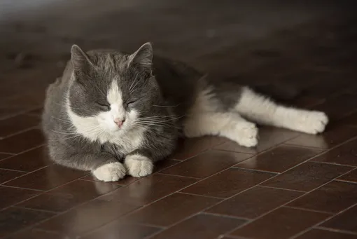 Этот «бабушкин» цвет возвращается в интерьер — в 2026 году он будет повсюду! Коричневый в моде! И кот!