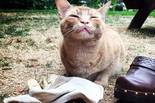 Подарок маме! Кошка стащила у соседей больше 50 пар перчаток