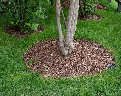 Мульчирование яблони на зиму Мульчирование яблони на зиму