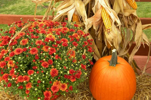 Лунный календарь садовода и огородника на неделю с 3 по 9 ноября 2025 года: что делать, пока земля засыпает