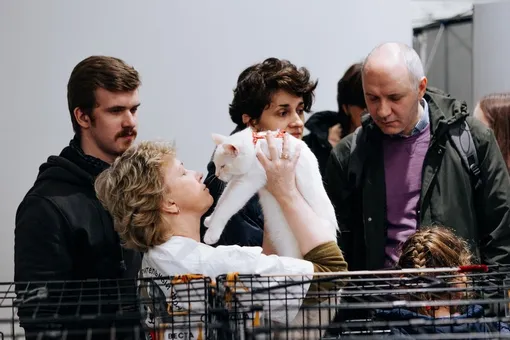 Пристройство бездомных котов выставка фото Пристройство бездомных котов выставка фото