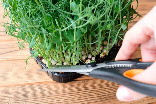 Микрозелень гороха: самый доступный суперфуд весны 2026. Как получить обильный урожай прямо на кухне