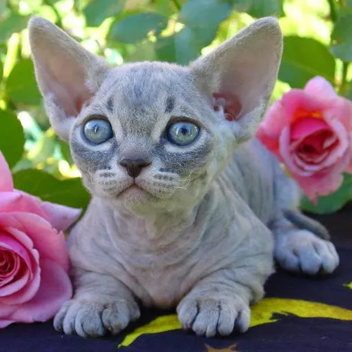 Кошка для маленькой квартиры самые маленькие кошки фото минскин