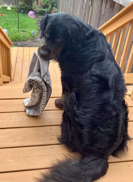 большой трусливый пес большой трусливый пес