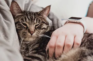 Кто это тут? Женщина сняла на видео кота, который тайно приходит к ней выспаться