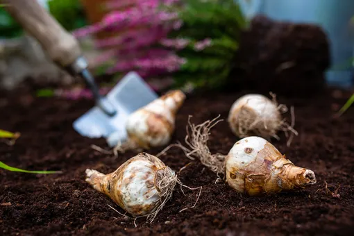 Лунный посевной календарь садовода и огородника на неделю с 22 по 28 июля 2024 года