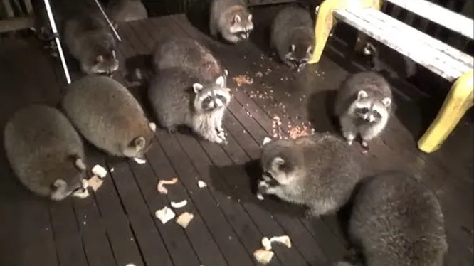 Нажми и смотри Нажми и смотри