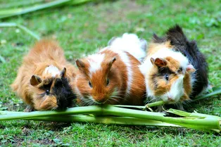 Морские свинки: содержание, уход и много любви