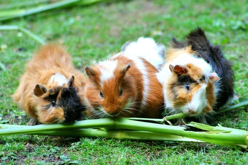 Морские свинки: содержание, уход и много любви