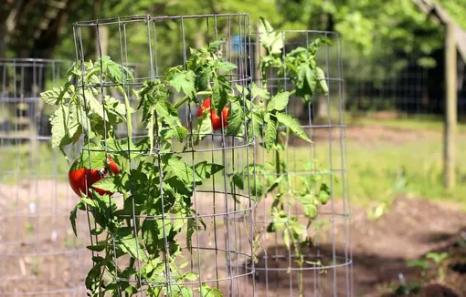 Поддерживайте растения – защищайте их от поломки