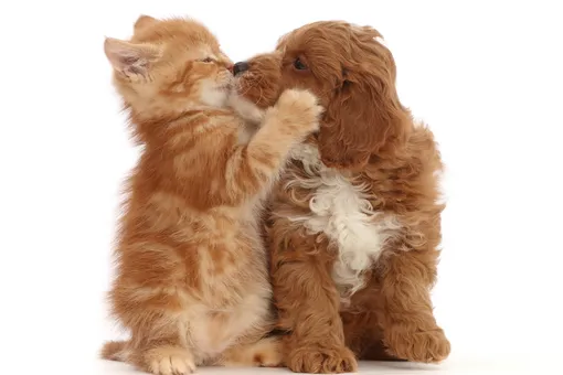 Конкурс на скоростное поедание корма среди домашних животных прошёл в Бангкоке Конкурс на скоростное поедание корма среди домашних животных прошёл в Бангкоке