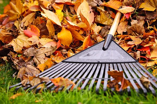 От отходов к богатству: как использовать опавшую листву на дачном участке От отходов к богатству: как использовать опавшую листву на дачном участке