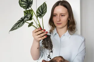 Ученые выяснили: от стресса растения «кричат» ультразвуком