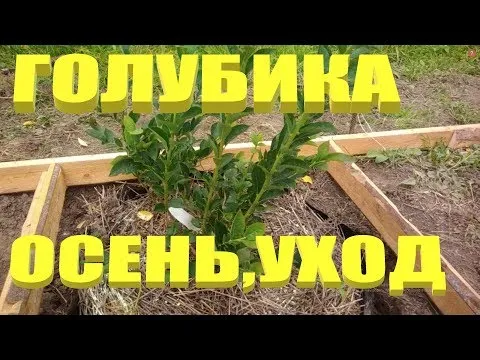 Нажми и смотри