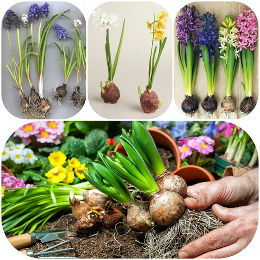 Какие луковичные цветы можно сажать в конце лета Какие луковичные цветы можно сажать в конце лета