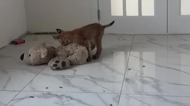 Нажми и смотри Нажми и смотри