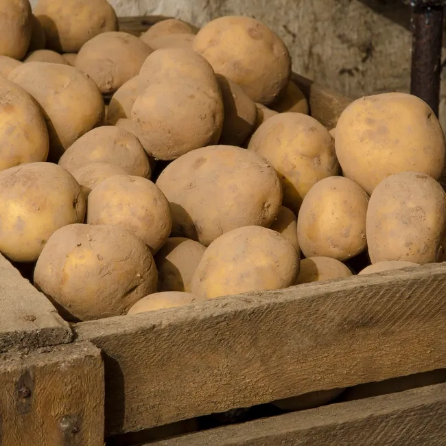 Ваш сентябрьский урожай гниёт в ноябре: как спасти запасы картошки за 3 дня, пока ещё не поздно