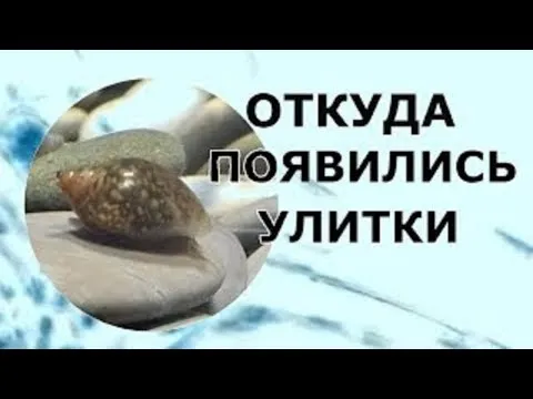 Нажми и смотри