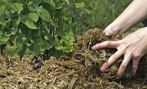 Мульчирование Мульчирование