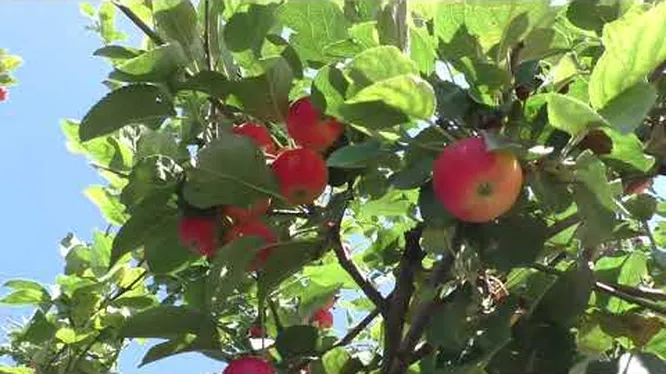 Нажми и смотри Нажми и смотри