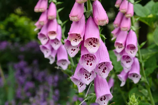 Наперстянка пурпурная