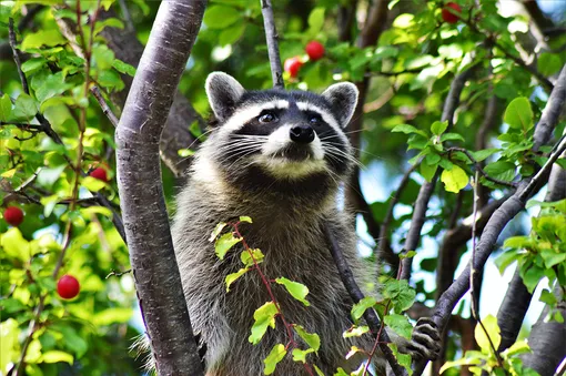 Почему енот худшее домашнее животное