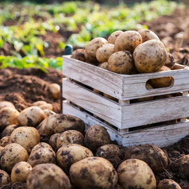 Что можно и что нельзя сажать после картошки весной 2026 года: полезно знать каждому дачнику