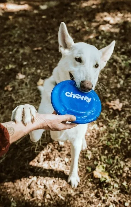 Москвичей предупредили о повышении штрафов за неправильный выгул собак