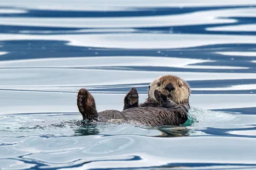 выдра в море