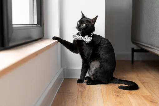 почему кошки убегают из дома