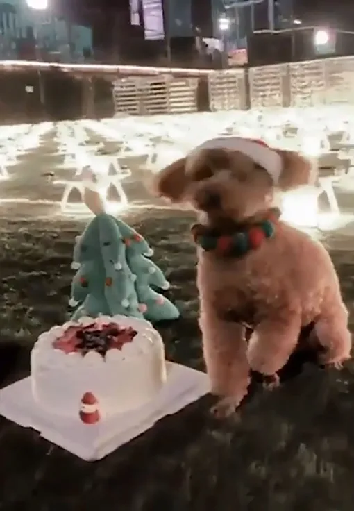 день рождения собаки день рождения собаки