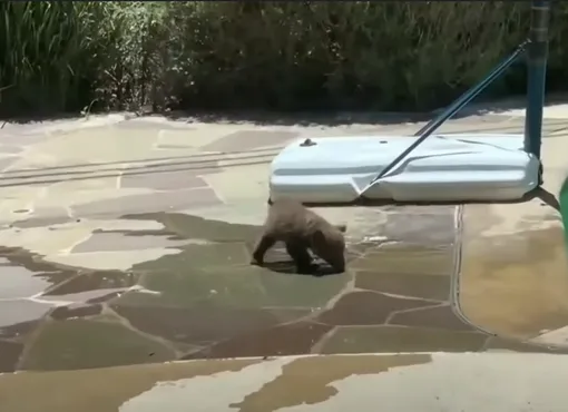 медвежонок возле дома медвежонок возле дома