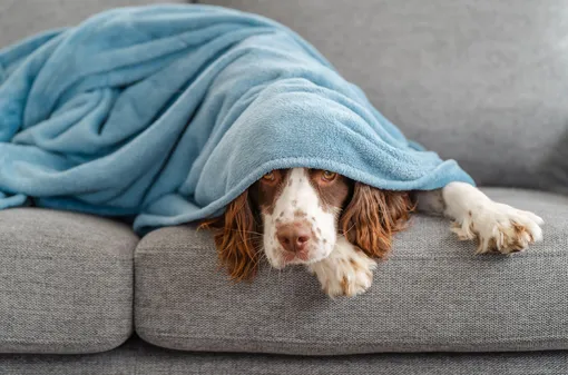 5 простых способов оценить интеллект вашей собаки