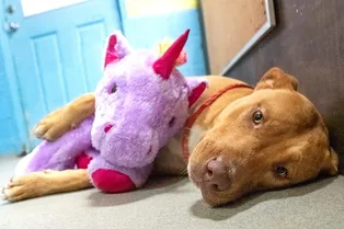 Бродячий пёс пять раз воровал плюшевого единорога, и получил его в подарок Бродячий пёс пять раз воровал плюшевого единорога, и получил его в подарок