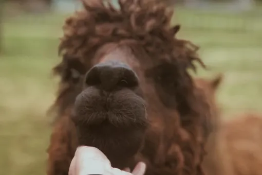 Альпака Пеппи настолько любит сэлфи, что у нее есть страница в соцсетях Альпака Пеппи настолько любит сэлфи, что у нее есть страница в соцсетях