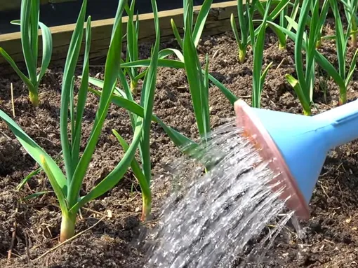 Избыток воды вредит чесноку больше, чем засуха Избыток воды вредит чесноку больше, чем засуха