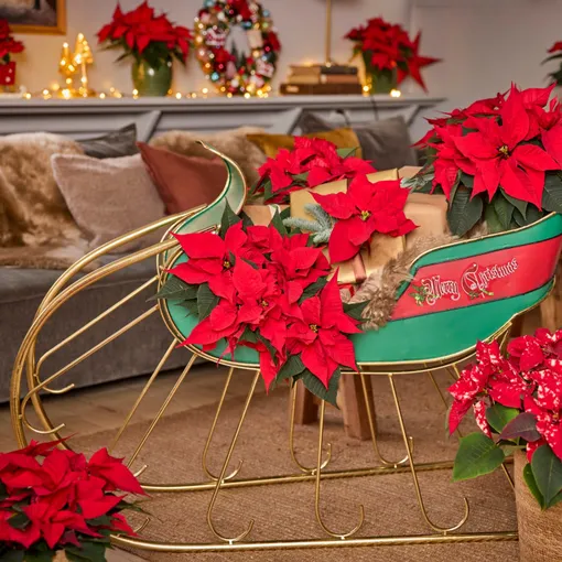 На золотых санях