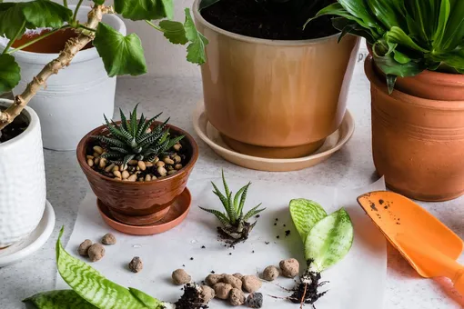 10 популярных советов, которые на самом деле убивают наши комнатные растения 10 популярных советов, которые на самом деле убивают наши комнатные растения