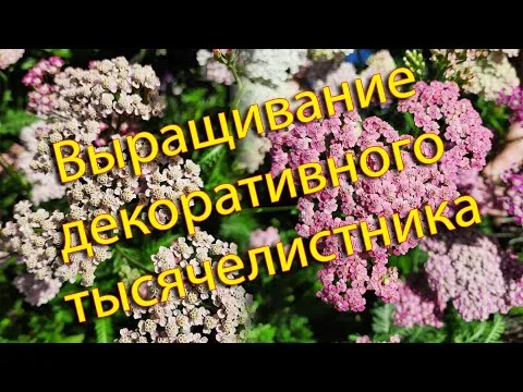Нажми и смотри
