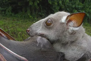 Они настоящие? Самые удивительные летучие мыши и их странный способ выбрать пару Они настоящие? Самые удивительные летучие мыши и их странный способ выбрать пару