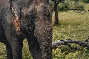 Страшный зверь, только маленький: кот прогнал слона, зашедшего во двор