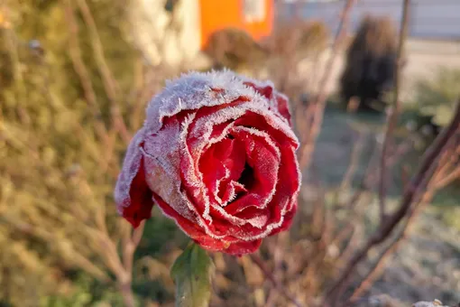 Не дайте морозу погубить розы: вот мой план действий до первых заморозков в октябре или ноябре