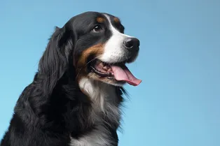 Ветеринар разъяснил, почему нельзя кормить домашних животных шашлыком Ветеринар разъяснил, почему нельзя кормить домашних животных шашлыком