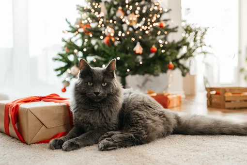 Смело ставьте ёлку! 9 самых спокойных пород кошек — им просто лень что-то ломать Смело ставьте ёлку! 9 самых спокойных пород кошек — им просто лень что-то ломать