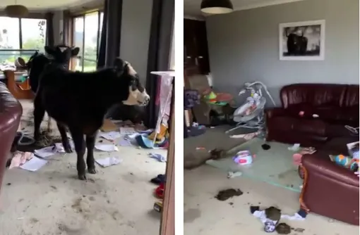 черные быки