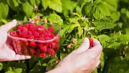 Три шага к «малиновому успеху» и обильному урожаю Три шага к «малиновому успеху» и обильному урожаю