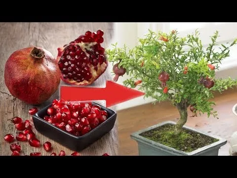 Нажми и смотри