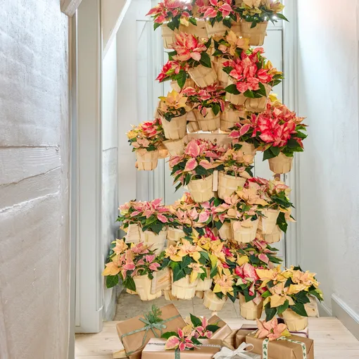 Рождественская елка, полная пуансеттий