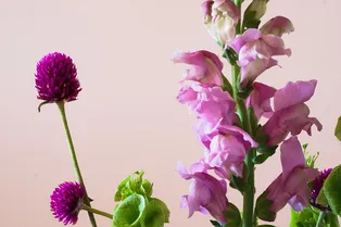 Львиный зев: особенности посадки и ухода в открытом грунте